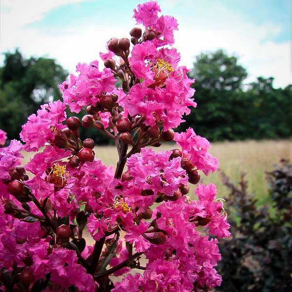 CRAPE MYRTLE plum magic