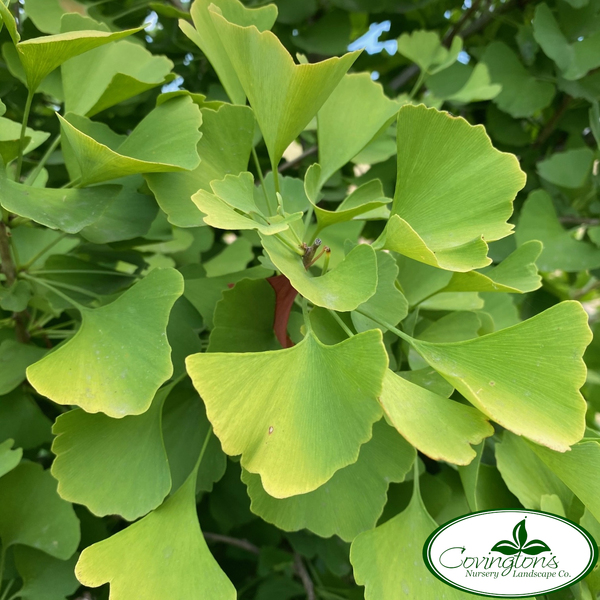 GINKGO gold spire dwarf