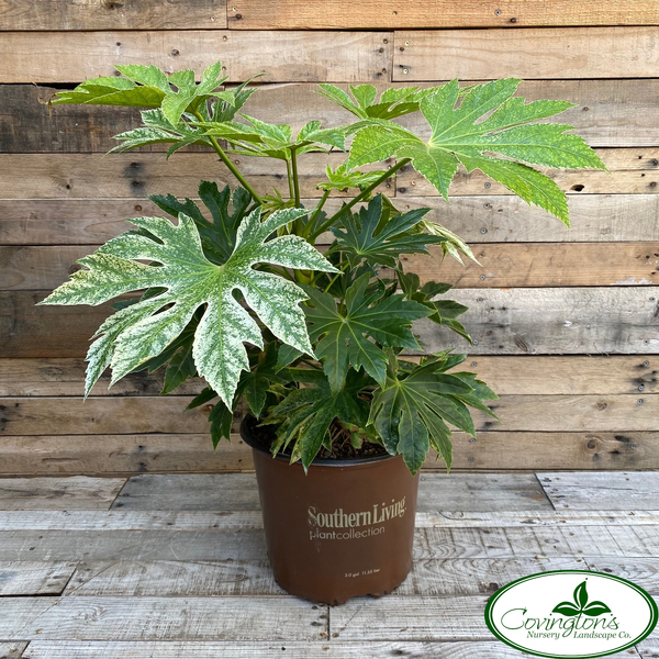 ARALIA japanese spider web