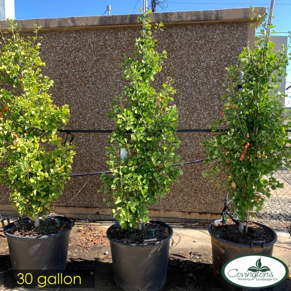 GINKGO gold spire dwarf