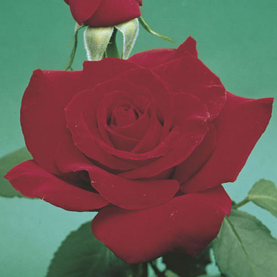 OLYMPIAD ROSE