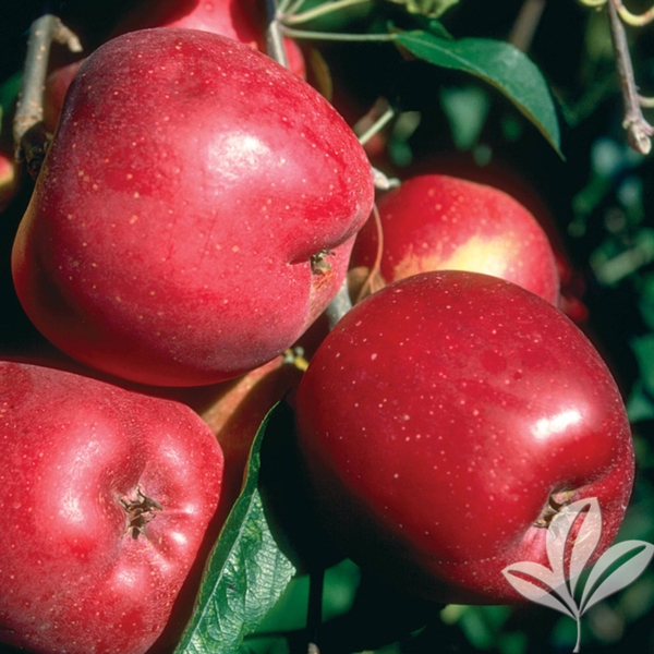 APPLE red delicious