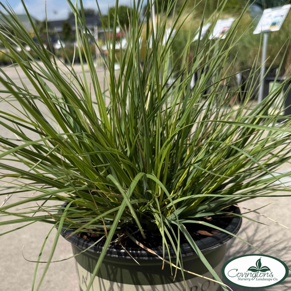 GRASS pampas tiny pampa