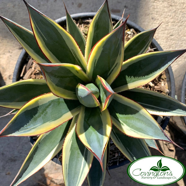 AGAVE blue glow variegated