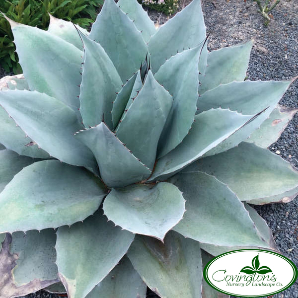 AGAVE frosty blue whale tongue