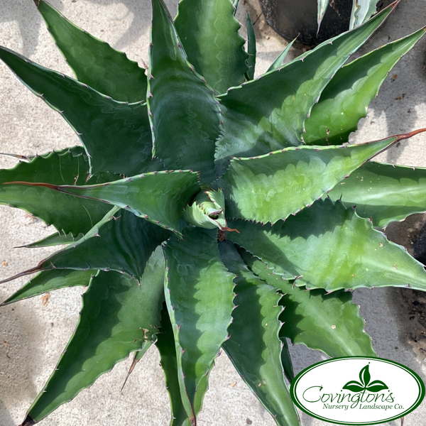 AGAVE green giant