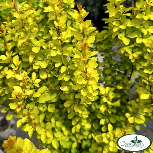 BARBERRY sunjoy® citrus