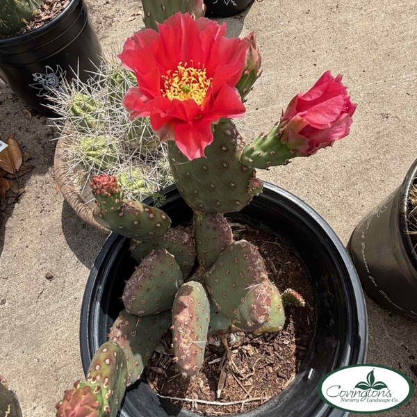 PRICKLY PEAR ruffled papaya