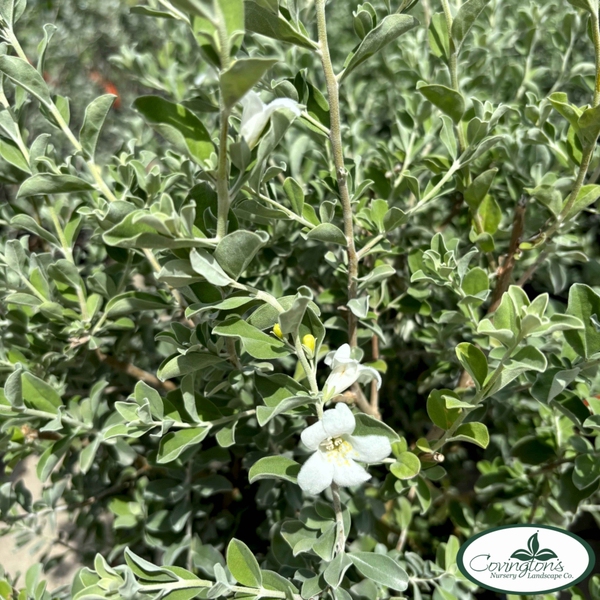 TEXAS SAGE silver snow
