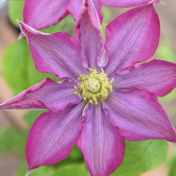 CLEMATIS pink champagne