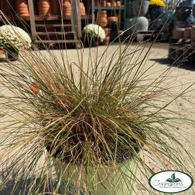 GRASS prairie dropseed