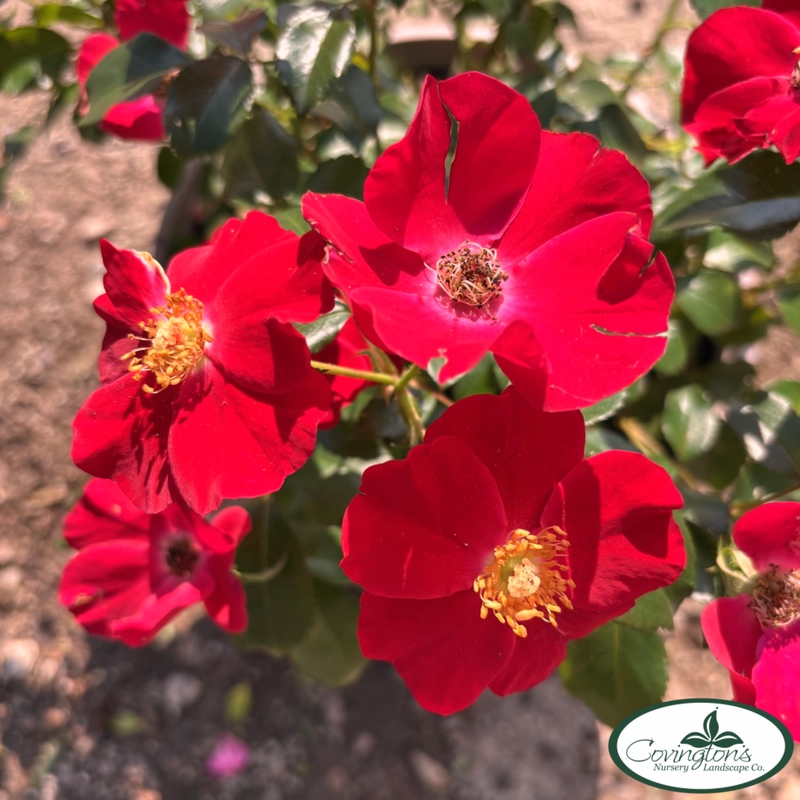 DRIFT ROSE SCARLET