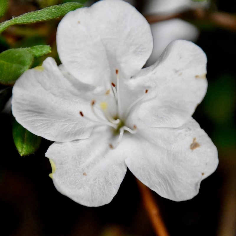AZALEA bloom-a-thonĀ® white