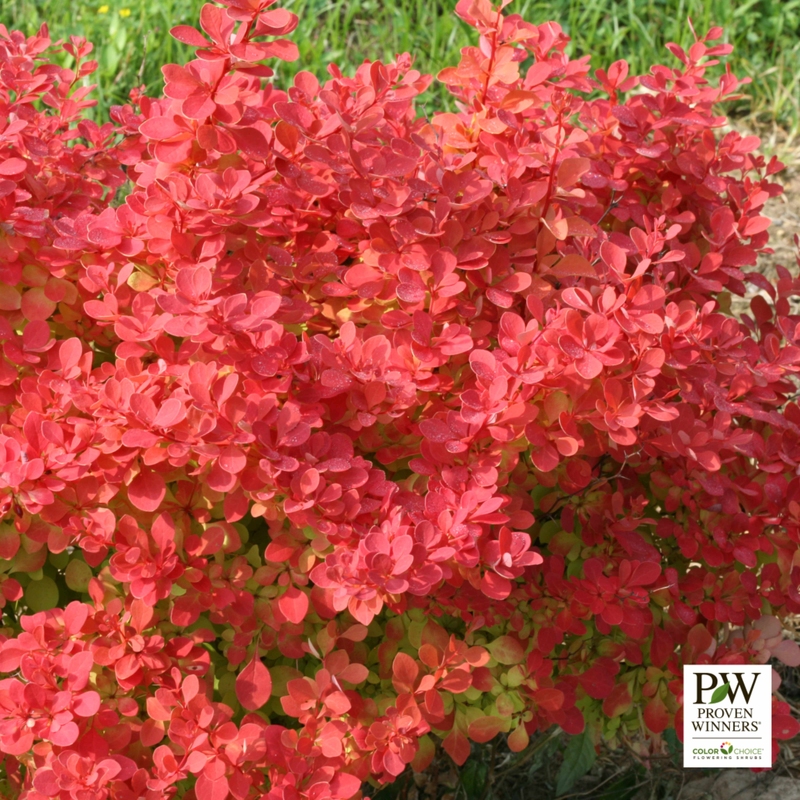 BARBERRY sunjoy neo