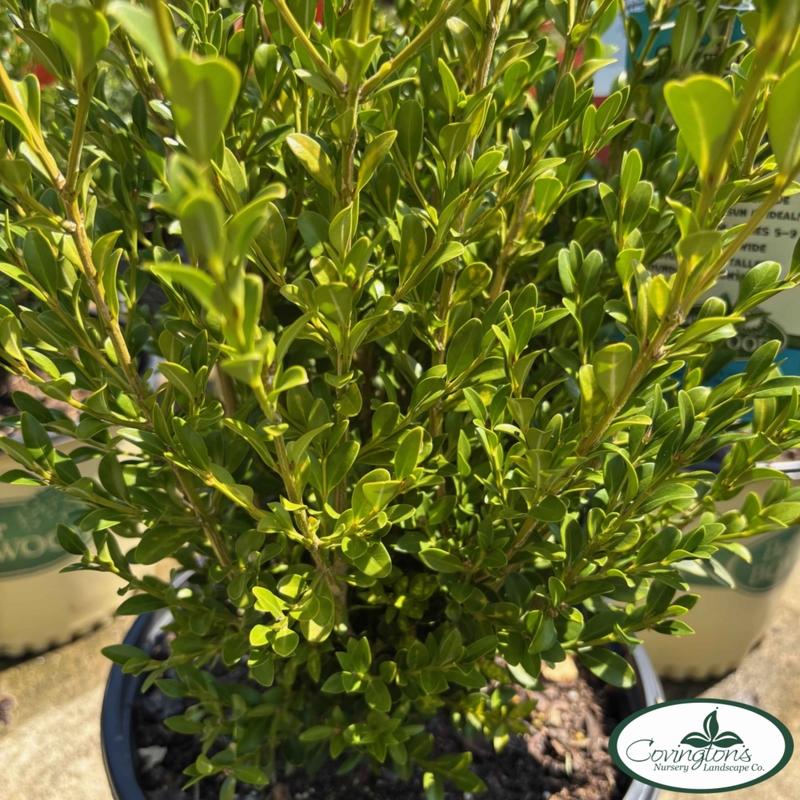 BOXWOOD heritage™