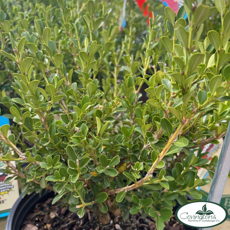 BOXWOOD renaissance™