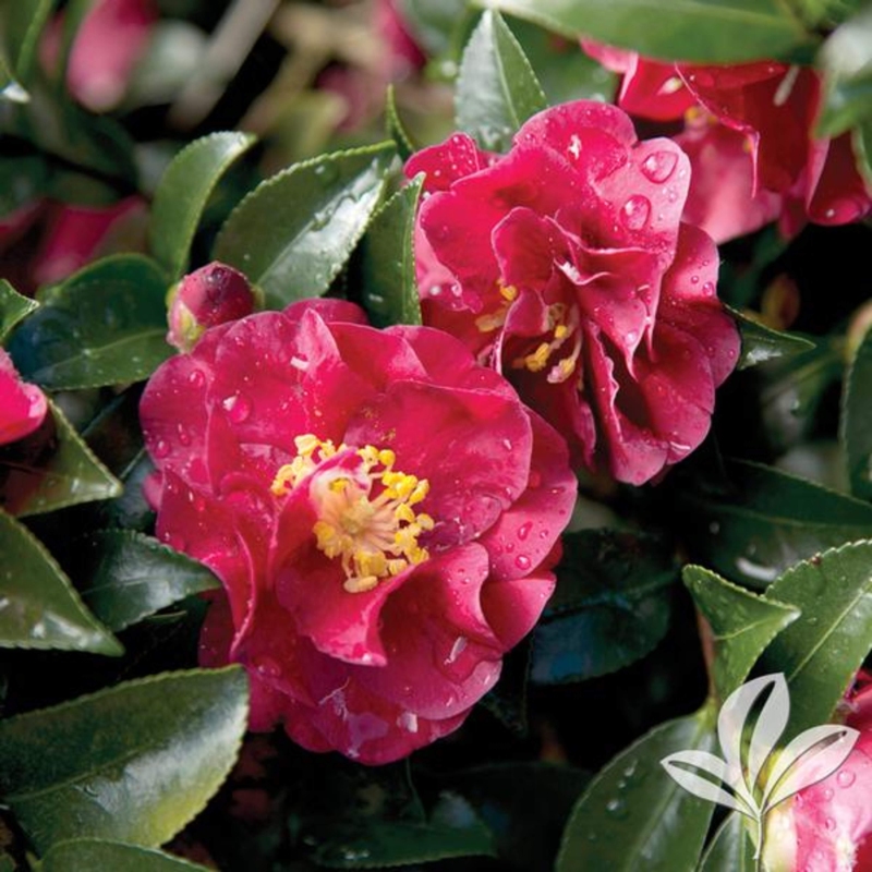 CAMELLIA october magicĀ® ruby