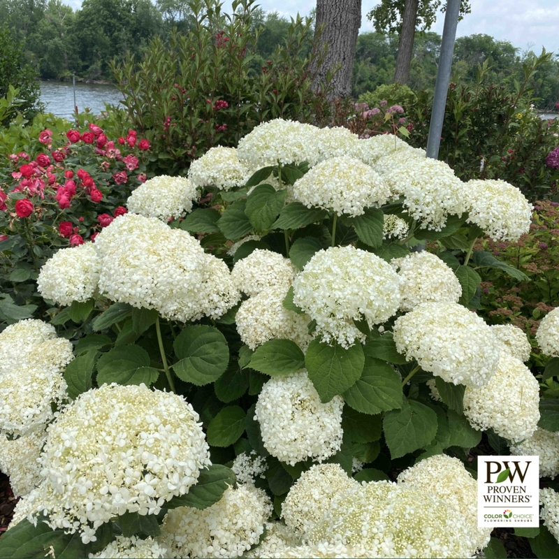 HYDRANGEA incred. storm proof