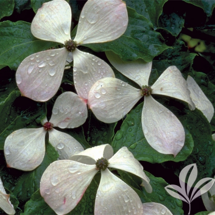 DOGWOOD constellation®