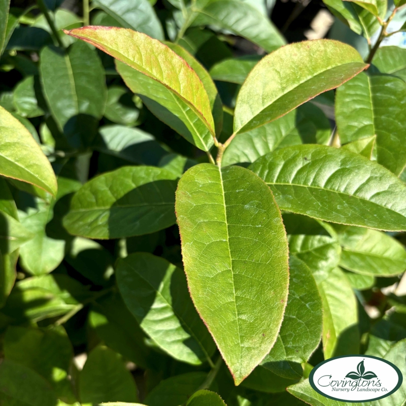SOURWOOD