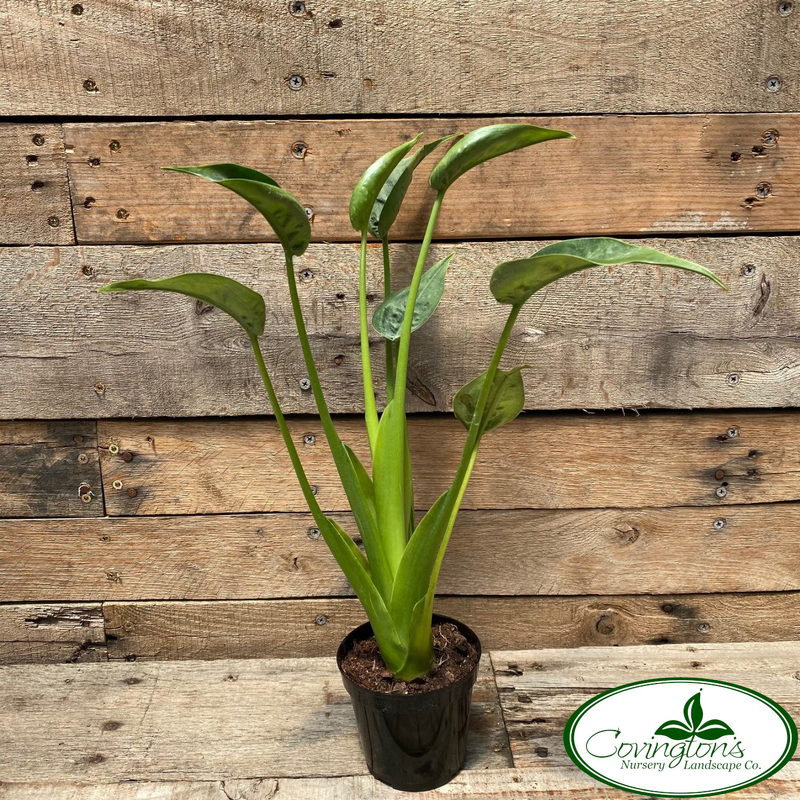 ALOCASIA tiny dancer
