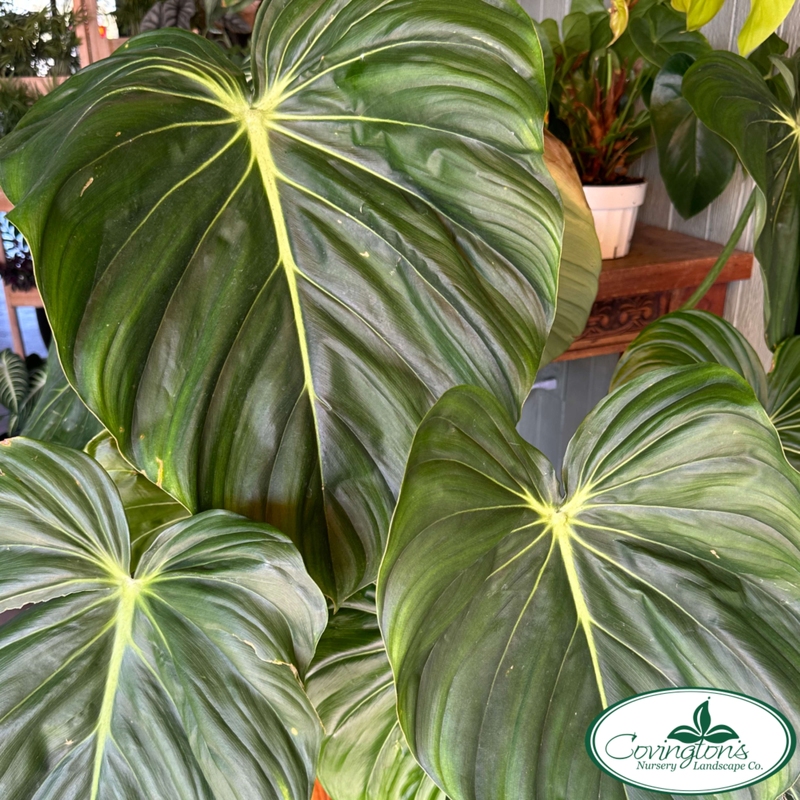 PHILODENDRON mcdowell