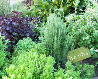 Creating an Herb Garden - Covingtons
