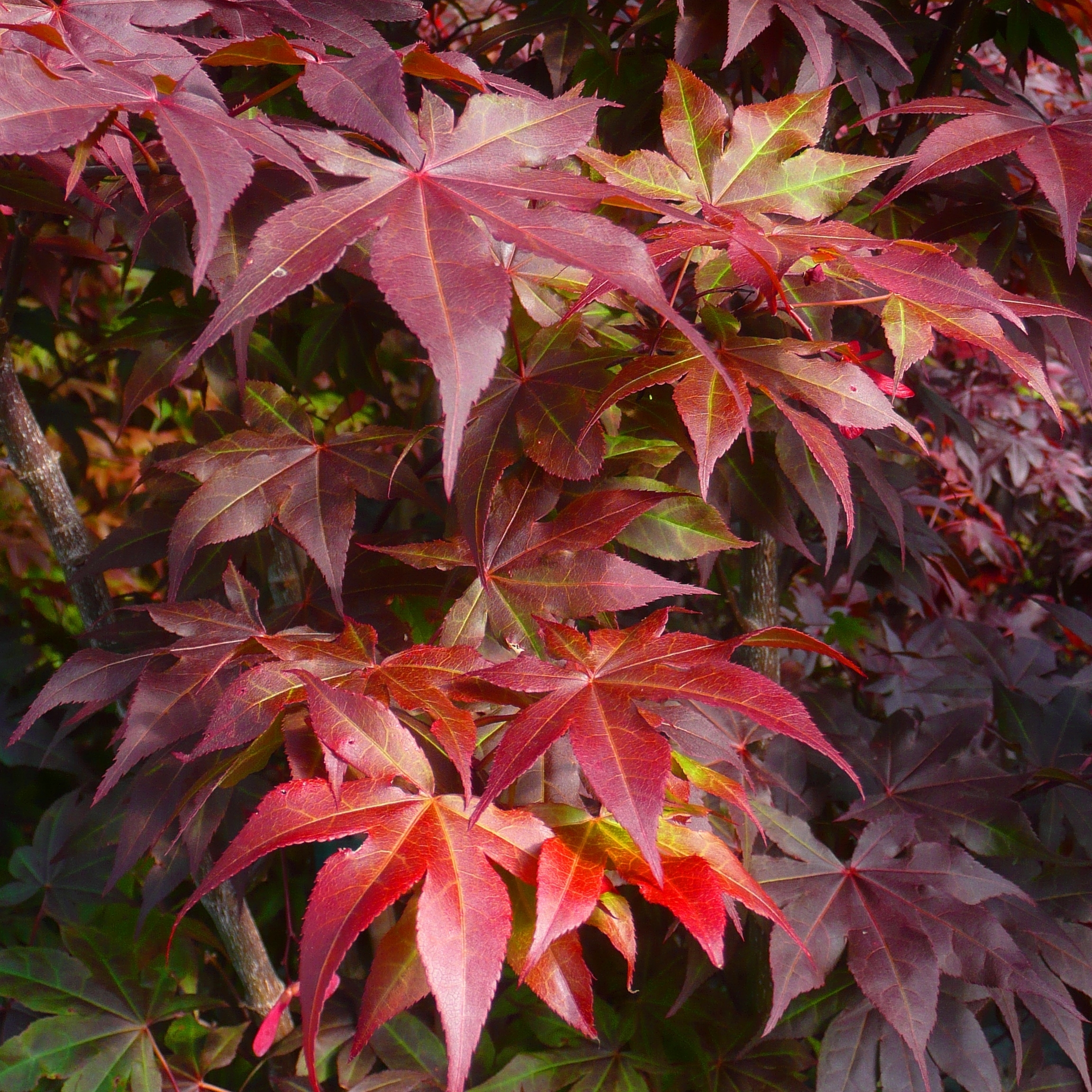 Japanese Maples Arriving this Week! Covingtons