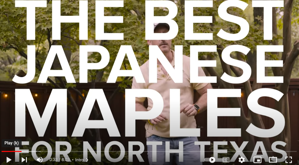 Japanese Maples Arriving this Week! Covingtons